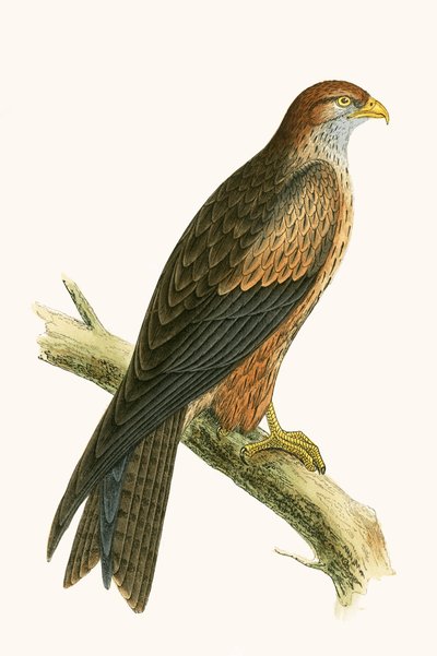 अरब काइट, चार्ल्स रॉबर्ट ब्री (1811-86) द्वारा 1867 में प्रकाशित &39;ए हिस्ट्री ऑफ द बर्ड्स ऑफ नॉट अ ऑब्जर्व्ड इन द ब्रिटिश आइल्स&39; का चित्रण द्वारा अंग्रेजी स्कूल