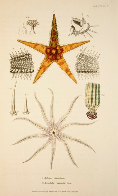 Asterias aurantiaca और Comatula carinata, पब। 1833 हाथ के रंग का उत्कीर्णन। द्वारा अंग्रेजी स्कूल