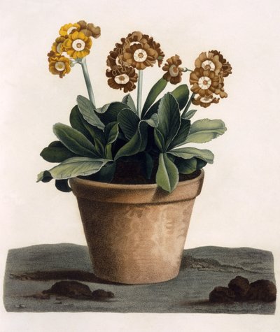 एक बर्तन में औरिकुला, c.1840s (हाथ के रंग का उत्कीर्णन) द्वारा अंग्रेजी स्कूल