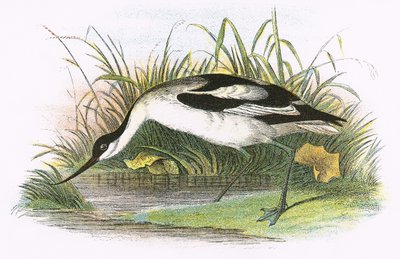 Avocet द्वारा अंग्रेजी स्कूल