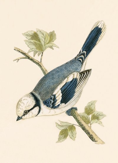 अज़ूर टिट, चार्ल्स रॉबर्ट ब्री (1811-86) द्वारा 1867 में प्रकाशित &39;ए हिस्ट्री ऑफ़ द बर्ड्स ऑफ अब्ज़र्वेटेड इन द ब्रिटिश आइल्स&39; का चित्रण द्वारा अंग्रेजी स्कूल
