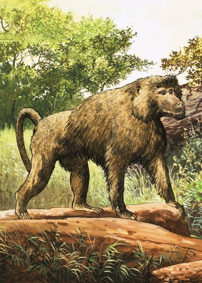 लंगूर द्वारा अंग्रेजी स्कूल
