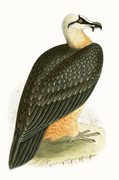 दाढ़ी वाले गिद्ध, 1867 में प्रकाशित चार्ल्स रॉबर्ट ब्री (1811-86) द्वारा &39;ए हिस्ट्री ऑफ़ द बर्ड्स ऑफ़ अब्ज़र्वेटेड इन द ब्रिटिश आइल्स&39; का चित्र द्वारा अंग्रेजी स्कूल