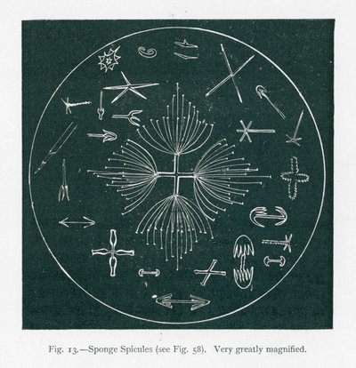  द्वारा अंग्रेजी स्कूल