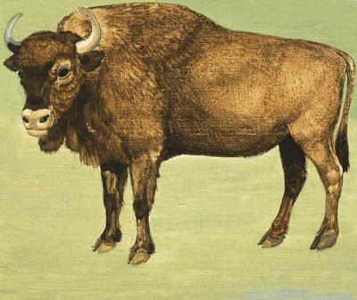 बाइसन या अमेरिकन भैंस द्वारा अंग्रेजी स्कूल