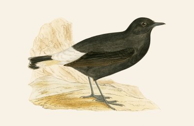 ब्लैक व्हीटियर, चार्ल्स रॉबर्ट ब्री (1811-86) द्वारा 1867 में प्रकाशित &39;ए हिस्ट्री ऑफ द बर्ड्स ऑफ बर्ड्स नॉट अ ऑब्जर्व्ड इन द ब्रिटिश आइल्स&39; का चित्रण। द्वारा अंग्रेजी स्कूल