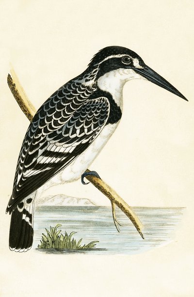 ब्लैक एंड व्हाइट किंगफ़िशर, चार्ल्स रॉबर्ट ब्री (1811-86) द्वारा 1867 में प्रकाशित &39;ए हिस्ट्री ऑफ़ द बर्ड्स ऑफ़ नॉट ऑब्ज़र्व्ड इन द ब्रिटिश आइल्स&39; का चित्रण द्वारा अंग्रेजी स्कूल