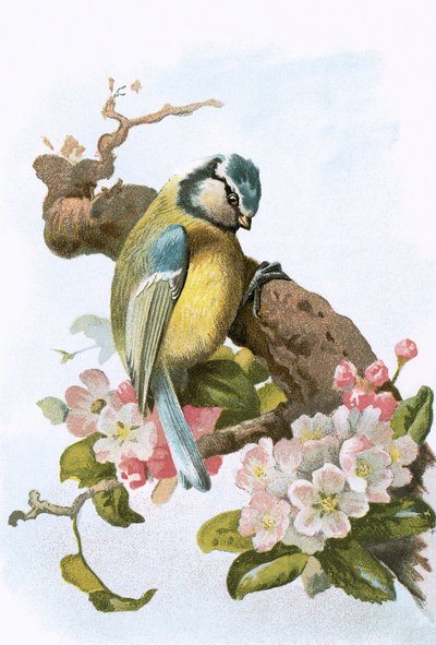 ब्लू टिट द्वारा अंग्रेजी स्कूल