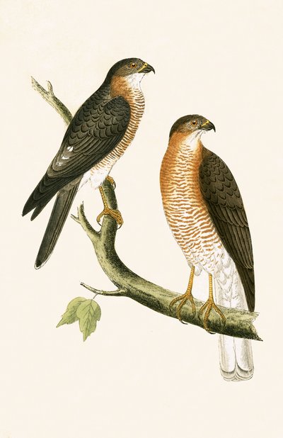 कलकत्ता स्पैरो हॉक, चार्ल्स रॉबर्ट ब्री (1811-86) द्वारा 1867 में प्रकाशित &39;ए हिस्ट्री ऑफ द बर्ड्स ऑफ नॉट ऑब्जर्व्ड इन द ब्रिटिश आइल्स&39; का चित्रण। द्वारा अंग्रेजी स्कूल