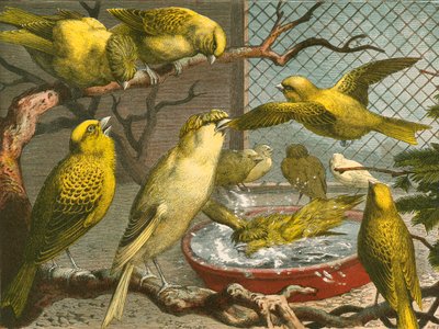 Canaries द्वारा अंग्रेजी स्कूल