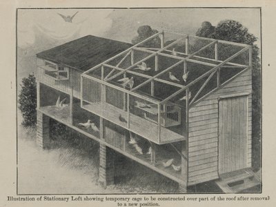 युद्ध में वाहक कबूतर, मार्च 1918 द्वारा अंग्रेजी स्कूल