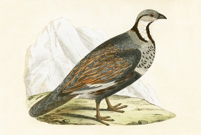 कोकेशियान स्नो पार्ट्रिज, चार्ल्स रॉबर्ट ब्री (1811-86) द्वारा 1867 में प्रकाशित &39;ए हिस्ट्री ऑफ द बर्ड्स ऑफ नॉट अ ऑब्जर्व्ड इन द ब्रिटिश आइल्स&39; का चित्रण द्वारा अंग्रेजी स्कूल