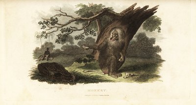 चकमा बबून दक्षिण अफ्रीका में एक अश्वेत व्यक्ति को अपने भोजन से चिढ़ाता है द्वारा अंग्रेजी स्कूल