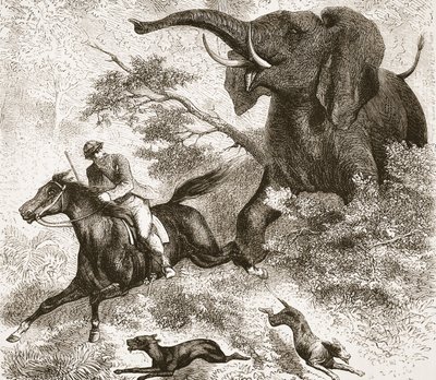 एक हाथी द्वारा पीछा किया गया, जे। ईविंग रिची, पब द्वारा डेविड पिक्सस्टोन के जीवन और खोजों के सचित्र संस्करण का चित्रण। ए। फुलार्टन एंड कंपनी द्वारा, 1876 द्वारा अंग्रेजी स्कूल