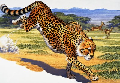 चीता द्वारा अंग्रेजी स्कूल