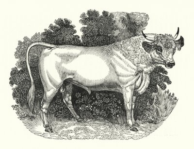चिलिंगहम मवेशी (उत्कीर्णन) द्वारा अंग्रेजी स्कूल