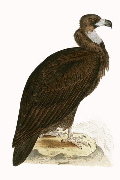 सिनेसियस वल्चर, चार्ल्स रॉबर्ट ब्री (1811-86) द्वारा 1867 में प्रकाशित &39;ए हिस्ट्री ऑफ बर्ड्स ऑफ बर्ड्स नॉट अ ऑब्जर्व्ड इन द ब्रिटिश आइल&39;, 1867 में प्रकाशित (रंग लिथो) द्वारा अंग्रेजी स्कूल