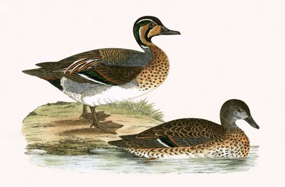 चार्ल्स रॉबर्ट ब्री (1811-86), 1867 में प्रकाशित &39;द ए हिस्ट्री ऑफ द बर्ड्स ऑफ बर्ड्स नॉट अ ऑब्जर्व्ड इन द ब्रिटिश आइल&39; का क्लार्किंग टील द्वारा अंग्रेजी स्कूल