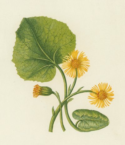 कोल्ट्स-फुट, तुसिलागो फरफारा (कलर लिथो) द्वारा अंग्रेजी स्कूल