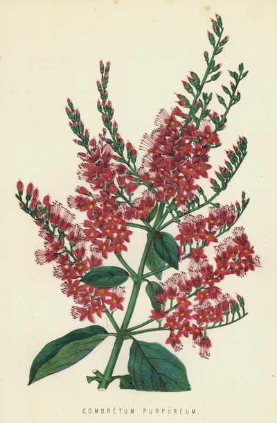 combretum Osakazuki द्वारा अंग्रेजी स्कूल