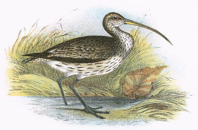 आम कर्लेव द्वारा अंग्रेजी स्कूल