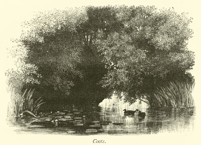 coots द्वारा अंग्रेजी स्कूल