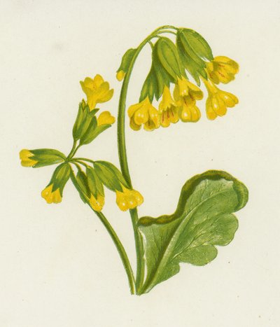 Cowslip, स्प्रिंग प्रिमरोज़ (कलर लिथो) द्वारा अंग्रेजी स्कूल