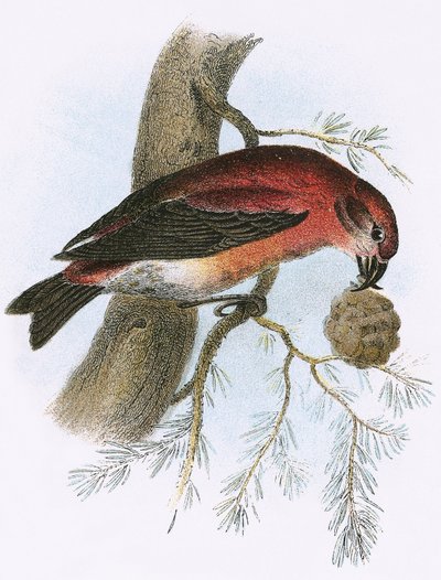 Crossbill द्वारा English School