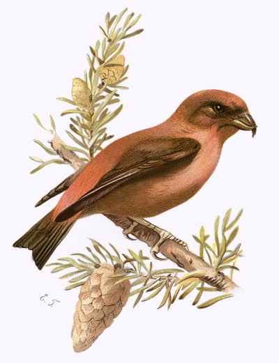 Crossbill द्वारा English School