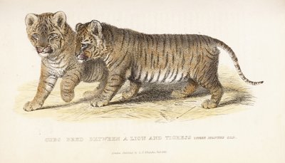 शावक तीन महीने की उम्र, 1827-1835 के बीच एक शेर और बाघिन के बीच बंध गया द्वारा अंग्रेजी स्कूल