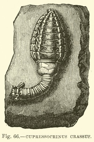 Cupressocrinus वसा द्वारा अंग्रेजी स्कूल