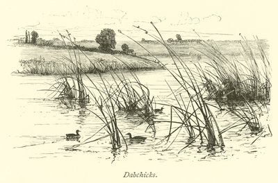 Dabchicks द्वारा अंग्रेजी स्कूल