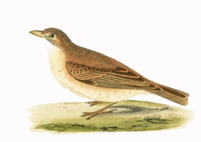 डेजर्ट लार्क, चार्ल्स रॉबर्ट ब्री (1811-86) द्वारा 1867 में प्रकाशित &39;ए हिस्ट्री ऑफ द बर्ड्स ऑफ नॉट ऑब्जर्व्ड इन द ब्रिटिश आइल&39; का चित्रण। द्वारा अंग्रेजी स्कूल