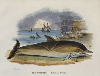 तट पर डॉल्फिन, 1823 (रंग उत्कीर्णन) द्वारा अंग्रेजी स्कूल