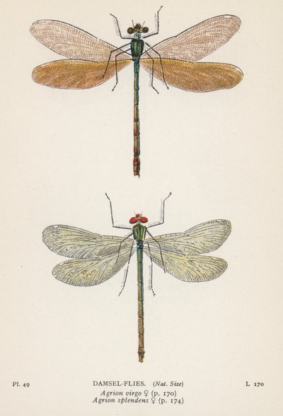  द्वारा अंग्रेजी स्कूल