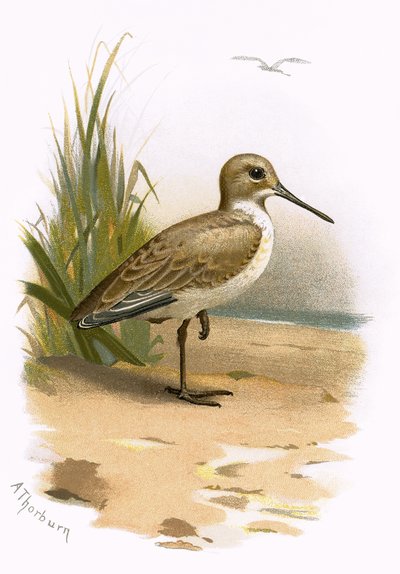 dunlin द्वारा English School