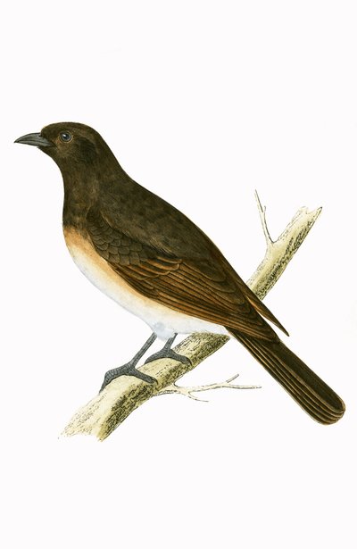 डस्की इक्सोस, चार्ल्स रॉबर्ट ब्री (1811-86) द्वारा 1867 में प्रकाशित &39;ए हिस्ट्री ऑफ बर्ड्स ऑफ बर्ड्स नॉट अ ऑब्जर्व्ड इन द ब्रिटिश आइल्स&39; का चित्रण। द्वारा अंग्रेजी स्कूल