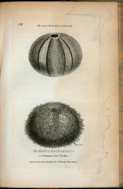इचिनस एस्कुलेंटस या कॉमन सी अर्चिन; जॉर्ज शॉ द्वारा 'साल 1806 और 1807 में रॉयल संस्थान में दिए गए जूलॉजिकल लेक्चर' से स्पाइन के साथ भी ऐसा ही हुआ। द्वारा अंग्रेजी स्कूल