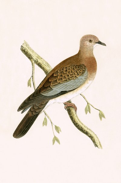 मिस्र के कछुए कबूतर, चार्ल्स रॉबर्ट ब्री (1811-86) द्वारा 1867 में प्रकाशित &39;ए हिस्ट्री ऑफ द बर्ड्स ऑफ बर्ड्स नॉट अ ऑब्जर्व्ड इन द ब्रिटिश आइल्स&39; का चित्र द्वारा अंग्रेजी स्कूल