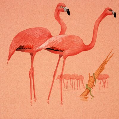 फ्लेमिंगो द्वारा अंग्रेजी स्कूल