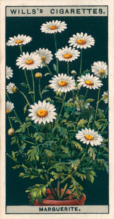  द्वारा अंग्रेजी स्कूल