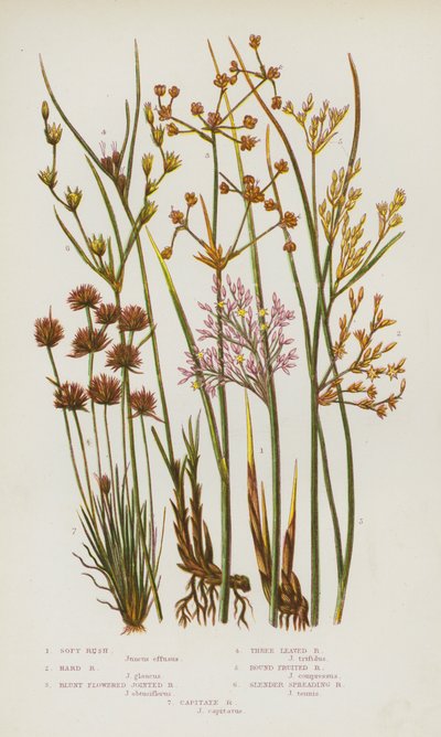 ग्रेट ब्रिटेन के फूल वाले पौधे: सॉफ्ट रश, हार्ड रश, ब्लंट फ्लावर जॉइंट रश, थ्री लीव्ड रश, राउंड फ्रूटेड रश, स्लेंडर स्प्रेडिंग रश, कैपिटेट रश (कलर लिथो) द्वारा अंग्रेजी स्कूल