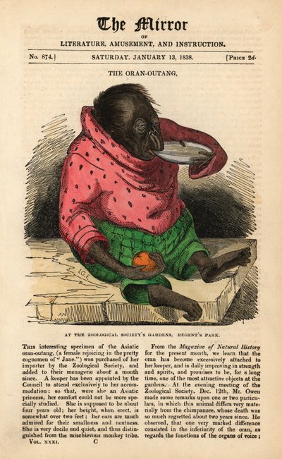 13 जनवरी 1838 से द मिरर का फ्रंट पेज लंदन के रीजेंट पार्क में जूलॉजिकल सोसाइटी के गार्डन में एक ओरंगुटान के आगमन का जश्न मना रहा है (रंगीन उत्कीर्णन) द्वारा अंग्रेजी स्कूल
