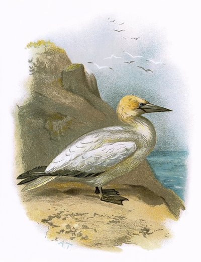 Gannet द्वारा English School