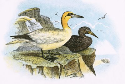 Gannet द्वारा अंग्रेजी स्कूल