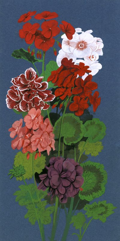 geraniums द्वारा अंग्रेजी स्कूल