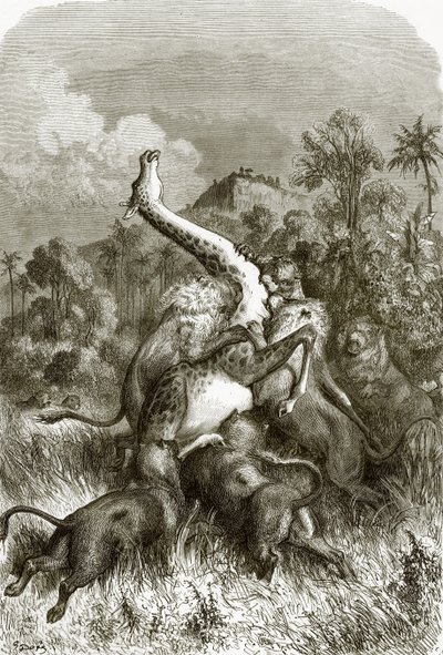 जिराफ और शेर द्वारा अंग्रेजी स्कूल