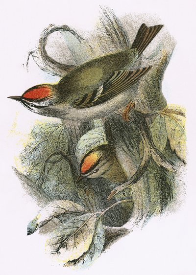 Goldcrest (नीचे) और Firecrest (शीर्ष) द्वारा अंग्रेजी स्कूल
