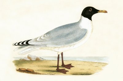 ग्रेट ब्लैक हेडेड गूल, चार्ल्स रॉबर्ट ब्री (1811-86) द्वारा 1867 में प्रकाशित &39;ए हिस्ट्री ऑफ द बर्ड्स ऑफ नॉट अ ऑब्जर्व्ड इन द ब्रिटिश आइल्स&39; का चित्र द्वारा अंग्रेजी स्कूल