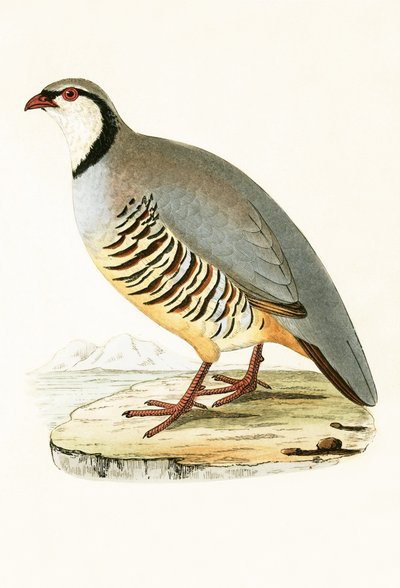 ग्रीक पार्ट्रिज, चार्ल्स रॉबर्ट ब्री (1811-86) द्वारा 1867 में प्रकाशित &39;ए हिस्ट्री ऑफ द बर्ड्स ऑफ अ बर्ड्स अ ऑब्जर्व्ड इन द ब्रिटिश आइल&39; का चित्रण द्वारा अंग्रेजी स्कूल